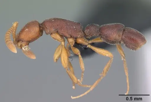 Probolomyrmex tani specimen CASENT0004400 image casent0004400_3