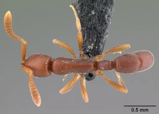 Probolomyrmex tani specimen CASENT0041505 image casent0041505_1