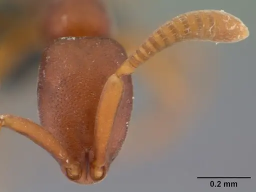 Probolomyrmex tani specimen CASENT0041505 image casent0041505_2