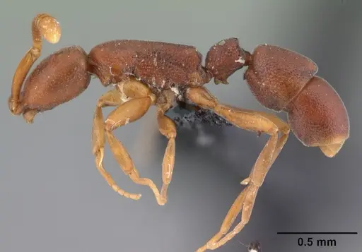 Probolomyrmex tani specimen CASENT0041505 image casent0041505_3