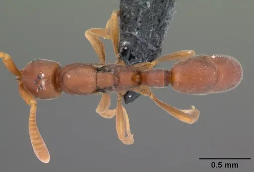 Probolomyrmex tani specimen CASENT0041506 image casent0041506_1