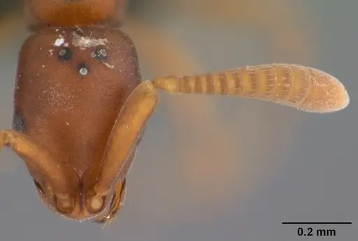 Probolomyrmex tani specimen CASENT0041506 image casent0041506_2