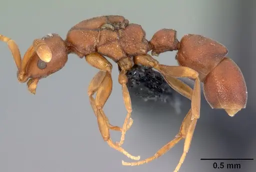 Probolomyrmex tani specimen CASENT0041506 image casent0041506_3