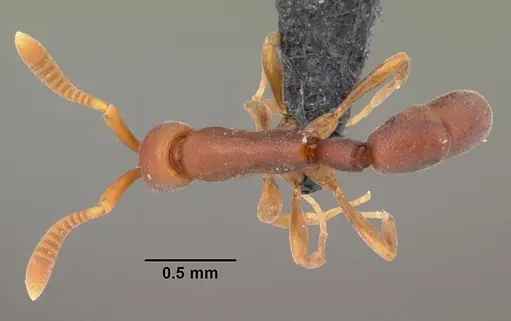 Probolomyrmex tani specimen CASENT0041507 image casent0041507_1