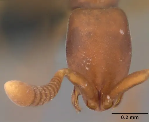 Probolomyrmex tani specimen CASENT0041507 image casent0041507_2
