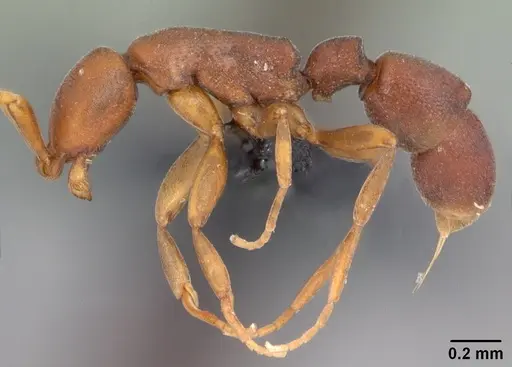Probolomyrmex tani specimen CASENT0041507 image casent0041507_3