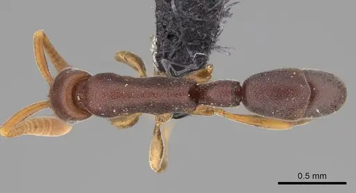 Probolomyrmex tani specimen CASENT0243185 image casent0243185_1
