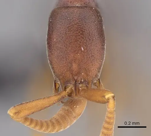 Probolomyrmex tani specimen CASENT0243185 image casent0243185_2