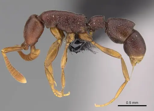 Probolomyrmex tani specimen CASENT0243185 image casent0243185_3