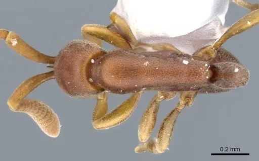 Probolomyrmex vieti specimen CASENT0905887 image casent0905887_1