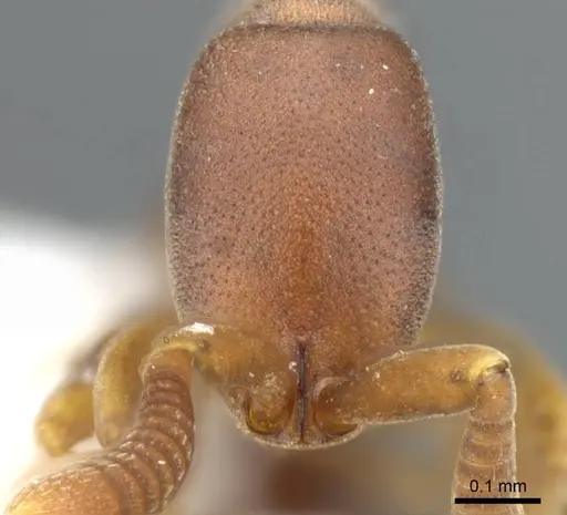 Probolomyrmex vieti specimen CASENT0905887 image casent0905887_2