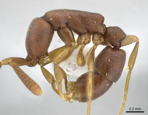 Probolomyrmex vieti specimen CASENT0905887 image casent0905887_3