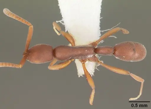 Probolomyrmex watanabei specimen CASENT0102219 image casent0102219_1