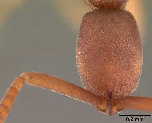 Probolomyrmex watanabei specimen CASENT0102219 image casent0102219_2