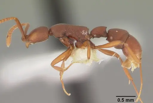 Probolomyrmex watanabei specimen CASENT0102219 image casent0102219_3