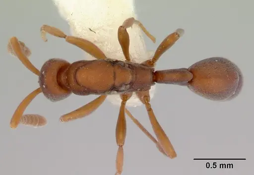 Probolomyrmex watanabei specimen CASENT0172415 image casent0172415_1