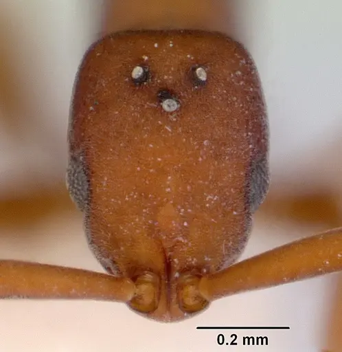 Probolomyrmex watanabei specimen CASENT0172415 image casent0172415_2