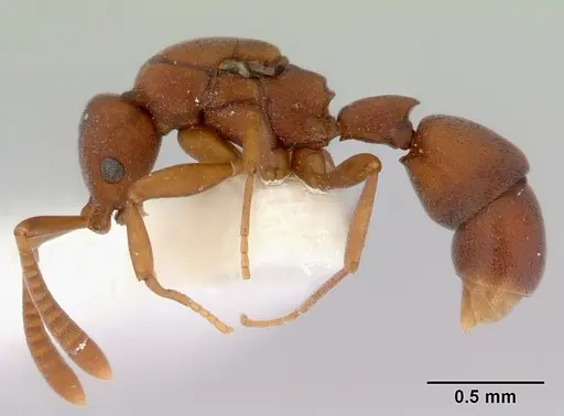 Probolomyrmex watanabei specimen CASENT0172415 image casent0172415_3