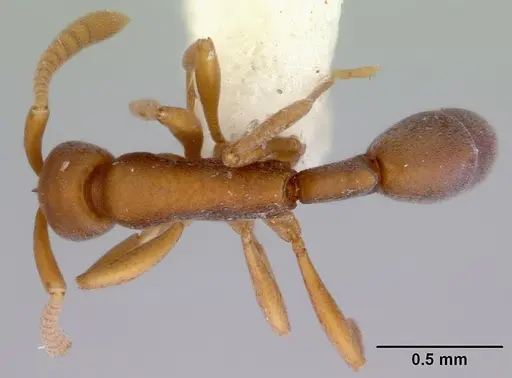 Probolomyrmex watanabei specimen CASENT0172416 image casent0172416_1
