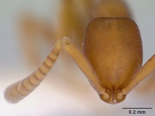 Probolomyrmex watanabei specimen CASENT0172416 image casent0172416_2