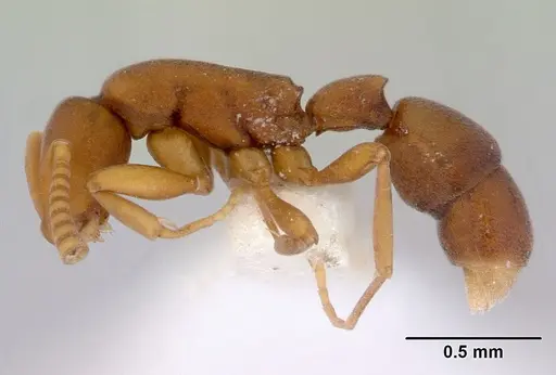 Probolomyrmex watanabei specimen CASENT0172416 image casent0172416_3