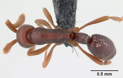 Probolomyrmex zahamena specimen CASENT0150899 image casent0150899_1