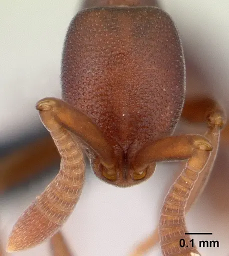 Probolomyrmex zahamena specimen CASENT0150899 image casent0150899_2