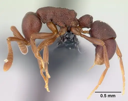 Probolomyrmex zahamena specimen CASENT0150899 image casent0150899_3
