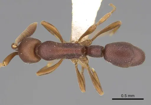 Probolomyrmex zahamena specimen CASENT0914279 image casent0914279_1