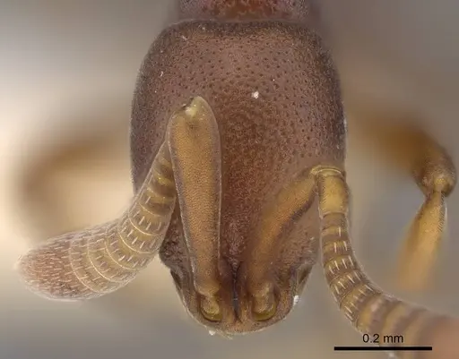 Probolomyrmex zahamena specimen CASENT0914279 image casent0914279_2