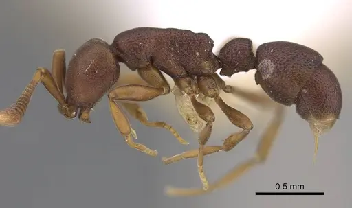 Probolomyrmex zahamena specimen CASENT0914279 image casent0914279_3