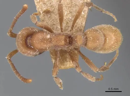 Proceratium algiricum specimen CASENT0907202 image casent0907202_1