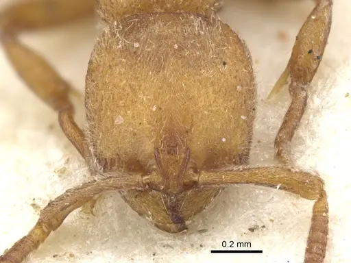 Proceratium arnoldi specimen CASENT0902425 image casent0902425_2