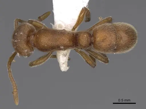 Proceratium arnoldi specimen CASENT0914281 image casent0914281_1