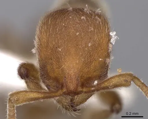 Proceratium arnoldi specimen CASENT0914281 image casent0914281_2