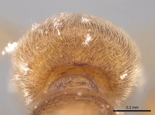 Proceratium arnoldi specimen CASENT0914281 image casent0914281_3