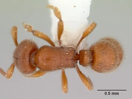 Proceratium australe specimen CASENT0172121 image casent0172121_1