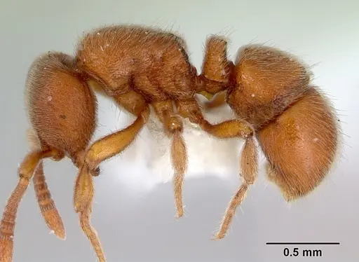 Proceratium australe specimen CASENT0172121 image casent0172121_3