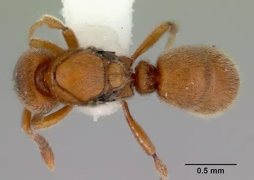 Proceratium australe specimen CASENT0172122 image casent0172122_1
