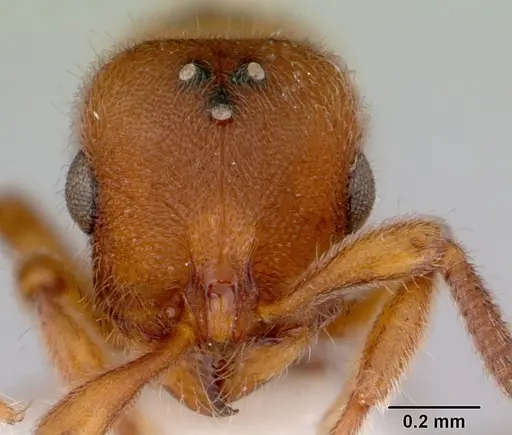 Proceratium australe specimen CASENT0172122 image casent0172122_2
