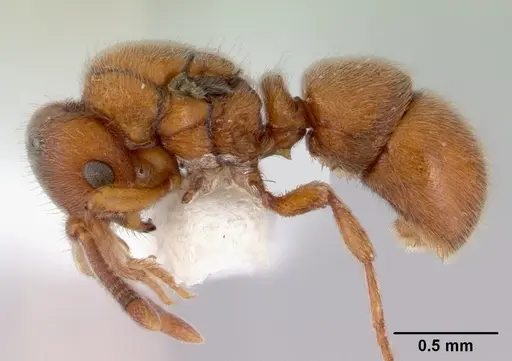 Proceratium australe specimen CASENT0172122 image casent0172122_3