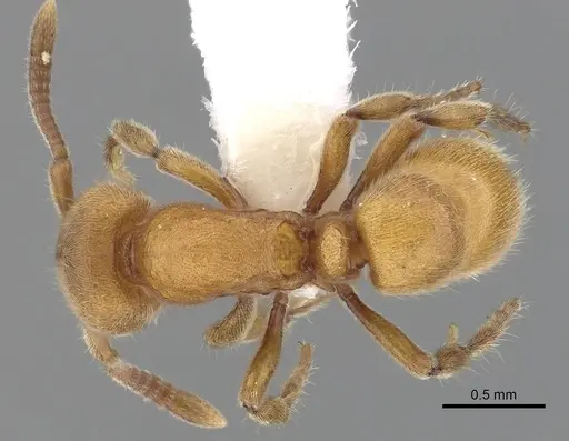 Proceratium australe specimen CASENT0249261 image casent0249261_1