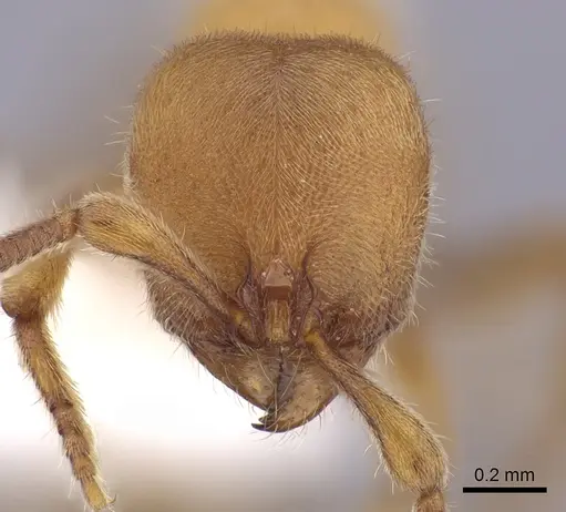 Proceratium australe specimen CASENT0249261 image casent0249261_2
