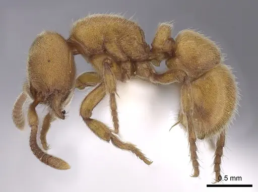 Proceratium australe specimen CASENT0249261 image casent0249261_3