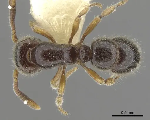 Proceratium austronesicum specimen CASENT0902423 image casent0902423_1