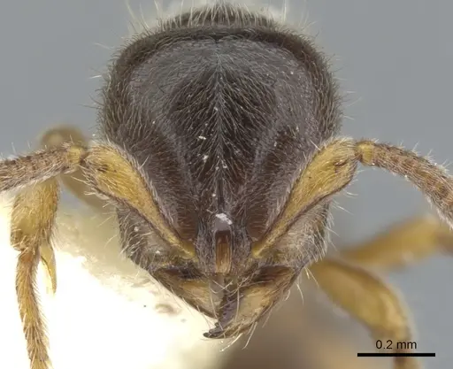 Proceratium austronesicum specimen CASENT0902423 image casent0902423_2