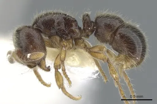 Proceratium austronesicum specimen CASENT0902423 image casent0902423_3