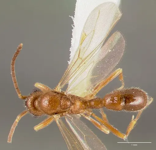 Proceratium avium specimen CASENT0003315 image casent0003315_1