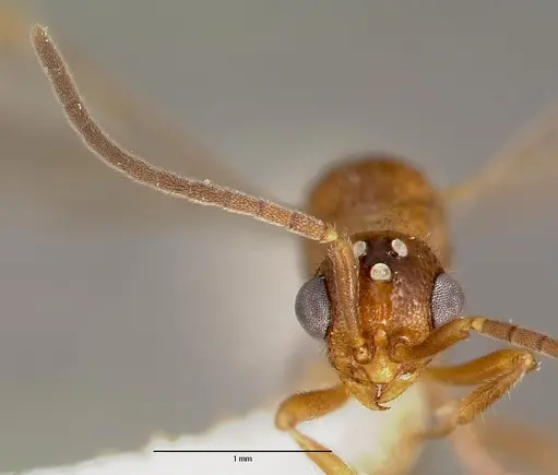 Proceratium avium specimen CASENT0003315 image casent0003315_2