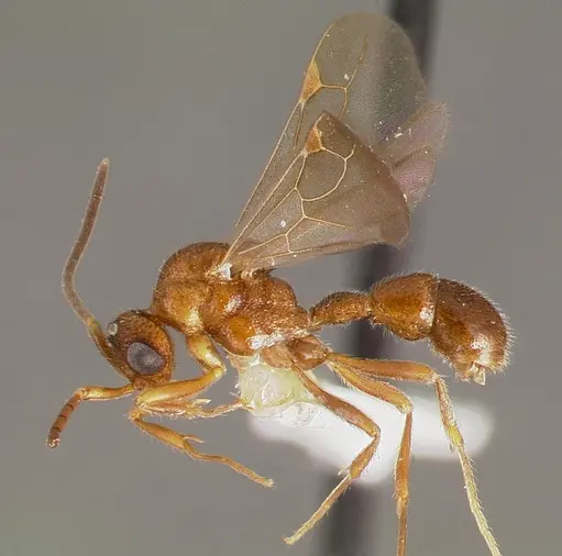 Proceratium avium specimen CASENT0003315 image casent0003315_3